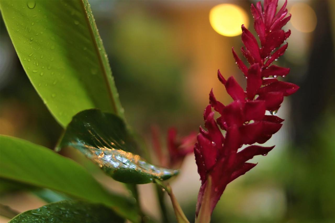 Casa Marlene Hotel วัลลาโดลิด ภายนอก รูปภาพ